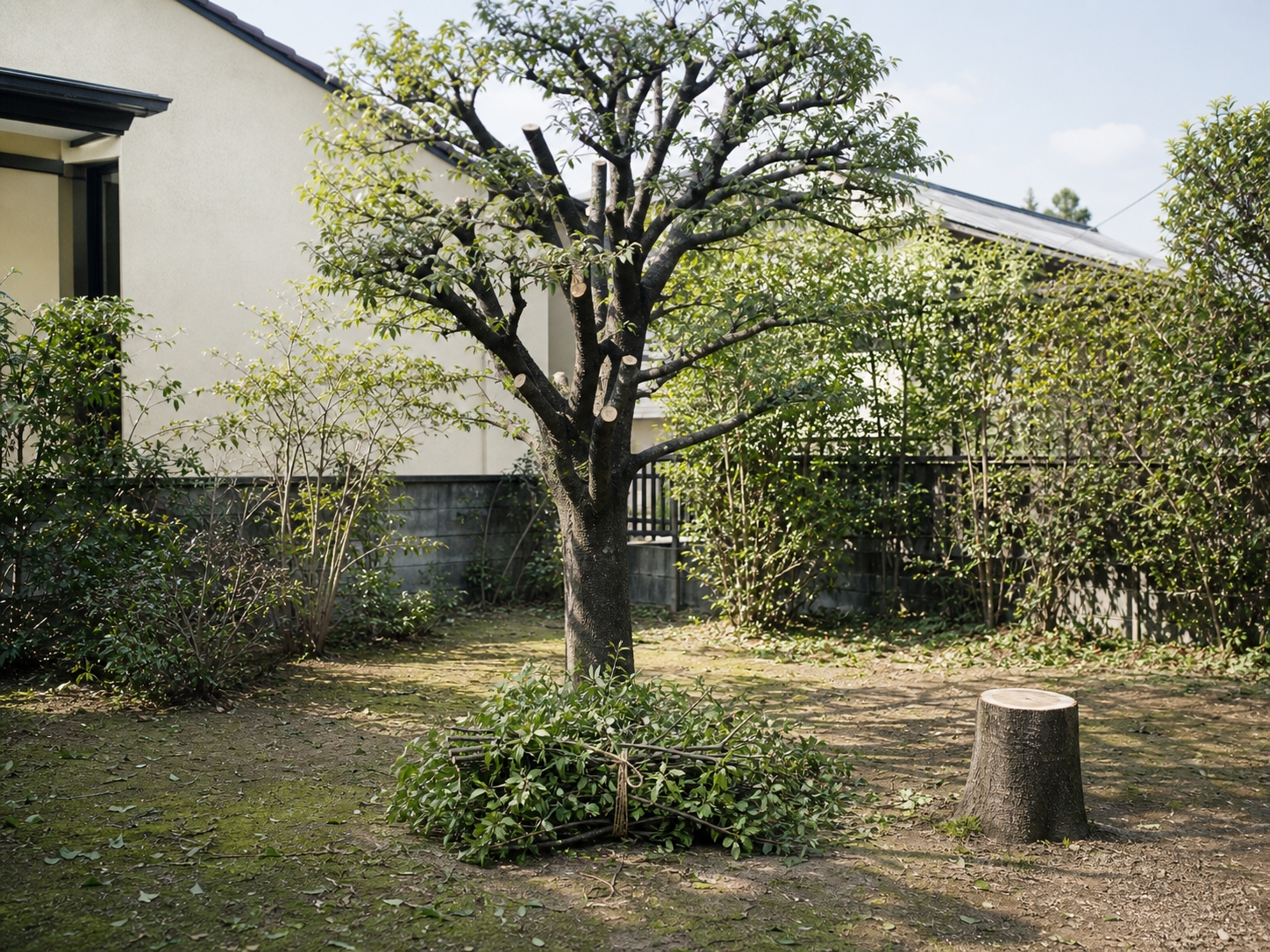 伸びすぎた庭木を整理し、枝を束ねて片づけた直後の庭