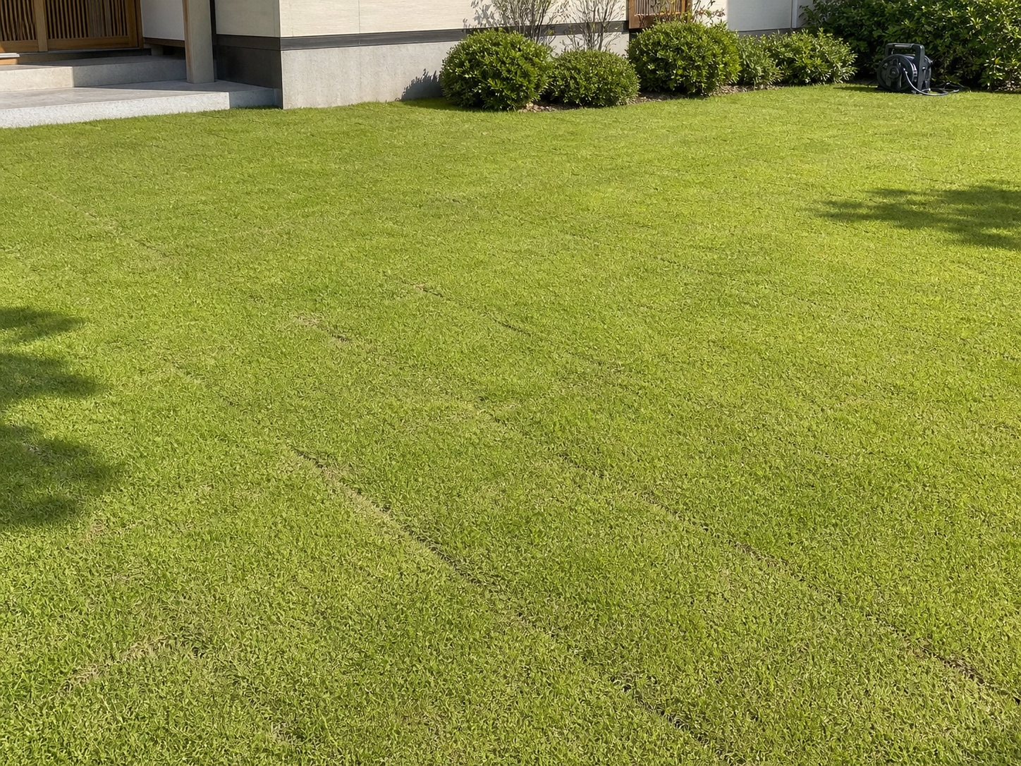 切り芝を張り終えた直後の芝生の面
